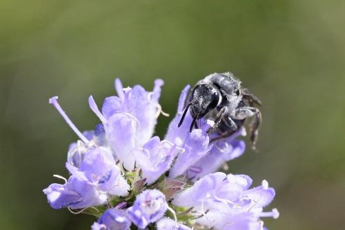 Réf. 266 145 : Lasioglossum sp.